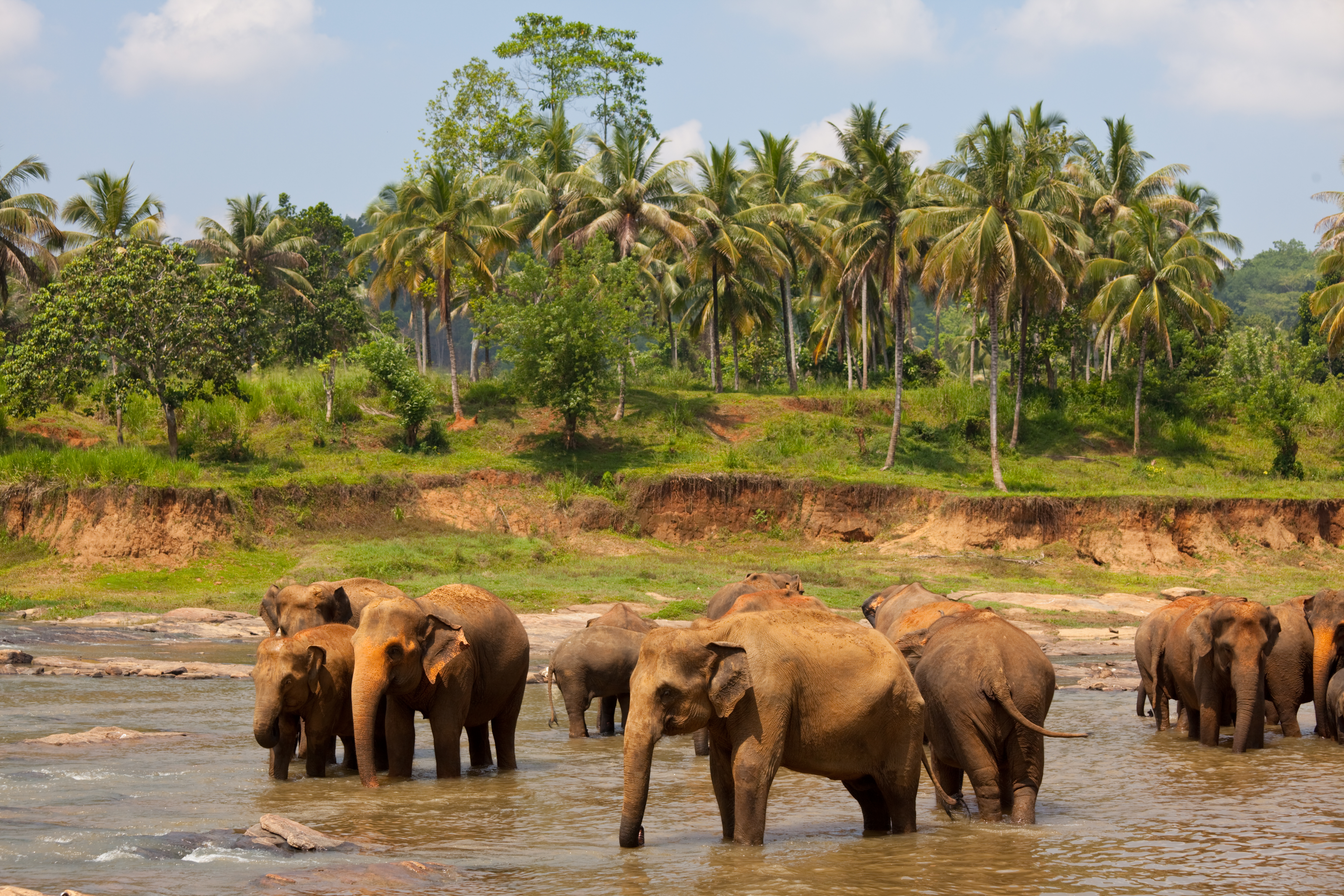 Minneriya National Park
